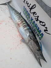 NEW! Next Level-Winter Time Planers/Downriggers and Live Bait Winter Wahoo