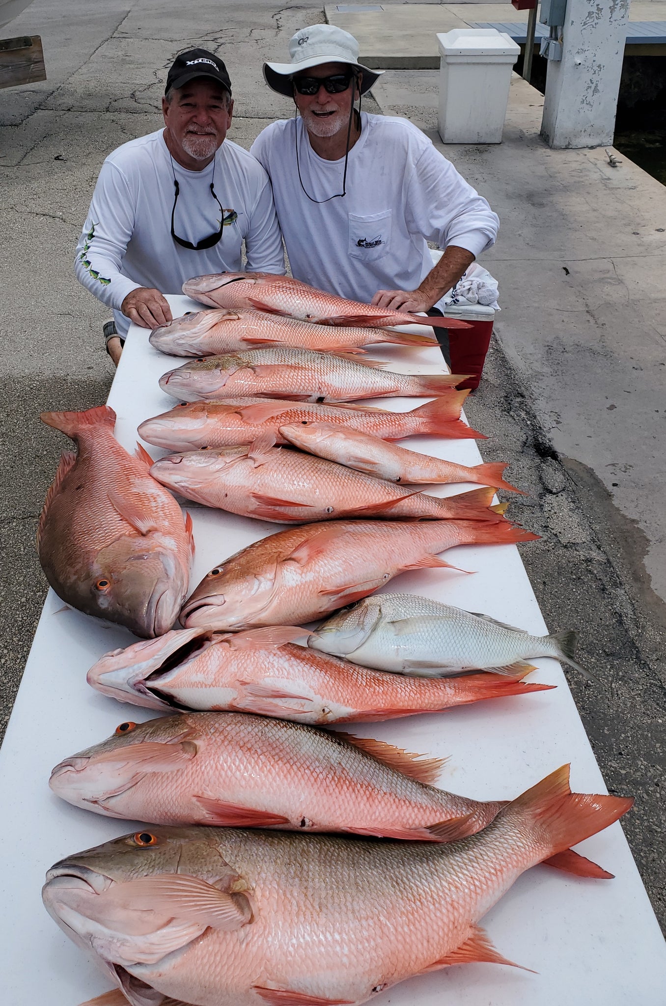 Pictures of Poor Man's Red Snappers